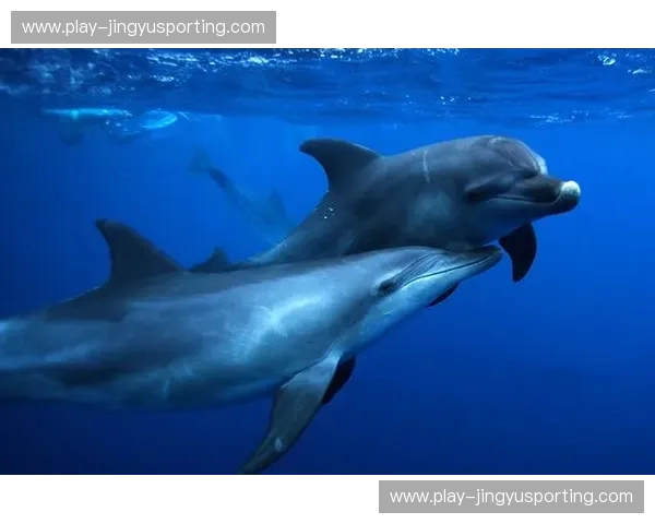 泰国vs印尼：东南亚双雄的魅力交锋，谁将俘获你的心？